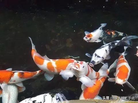 治疗锦鲤疑难杂症锦集