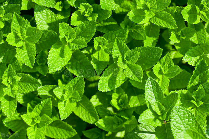 养薄荷会出现哪些问题,养薄荷为什么会死