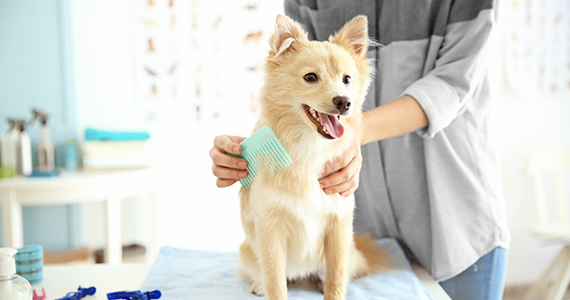 狗狗哪种皮肤病最难治疗,短毛狗容易得皮肤病