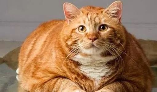 中华田园猫对比外国猫,中国最受欢迎的猫就是中华田园猫