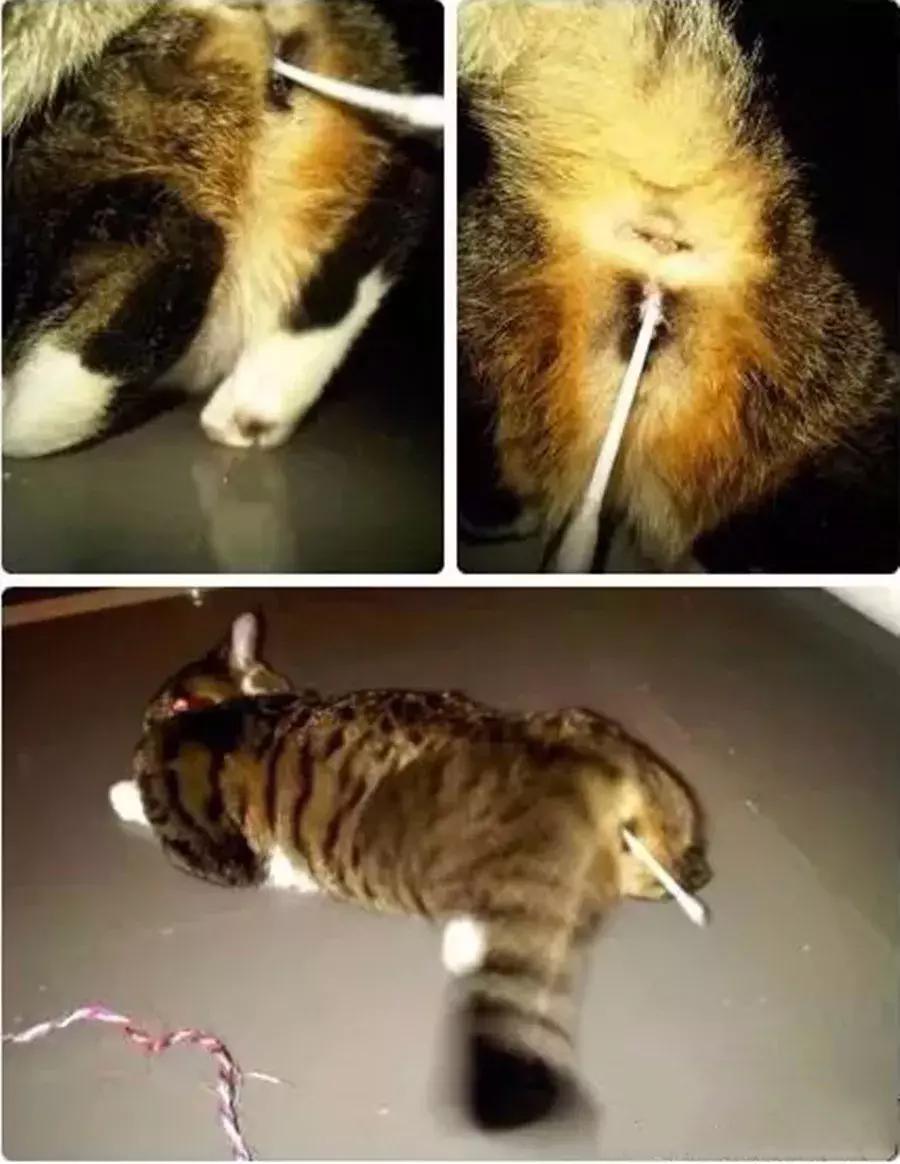 母猫发情怎么办，棉签*法大**不靠谱