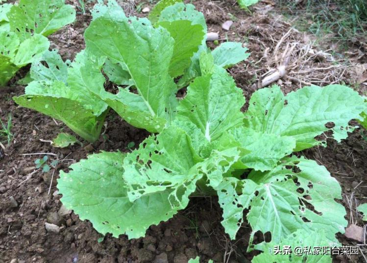 阳台种菜生小虫,阳台种菜小飞虫怎么根治