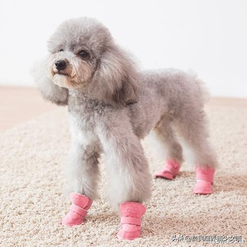 宠物口罩防病毒,疫情宠物口罩