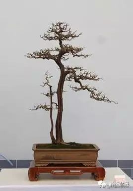 双干树,双干型果树