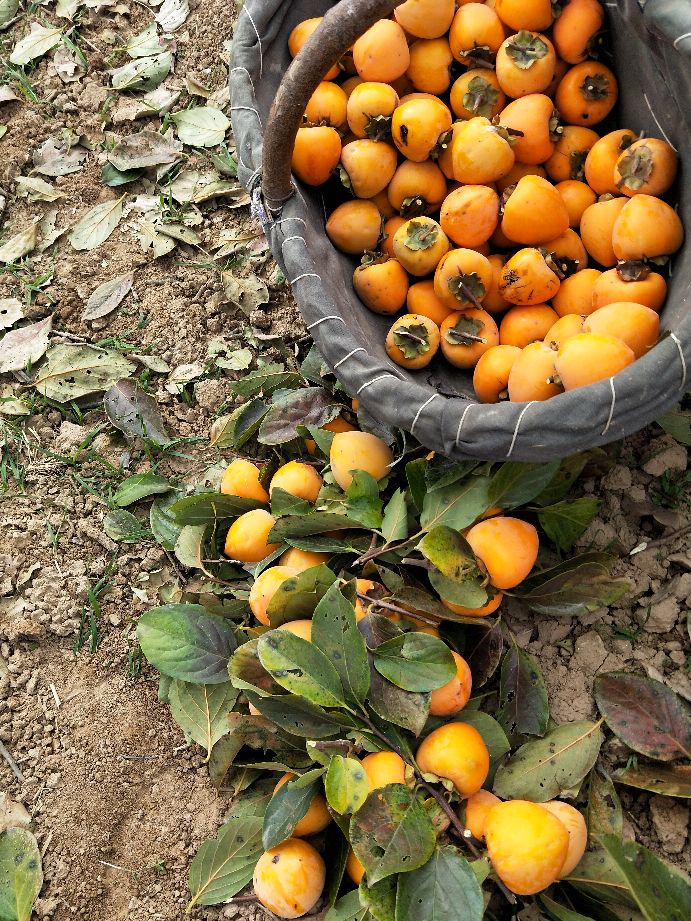 采摘柿子过程,柿子采摘方法介绍