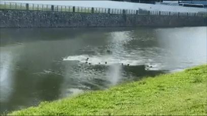 两水獭家族打群架,两个水獭家族之间的战争完整版