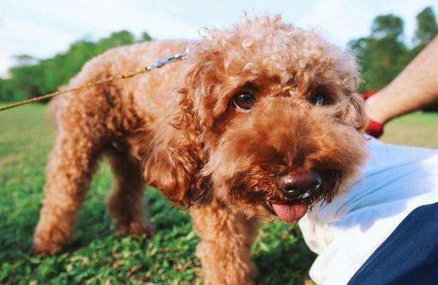 泰迪的七种底线,泰迪不能做哪些事