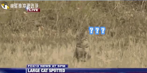 盘点主持人翻车尴尬场面,中央电视台主持人翻车集锦