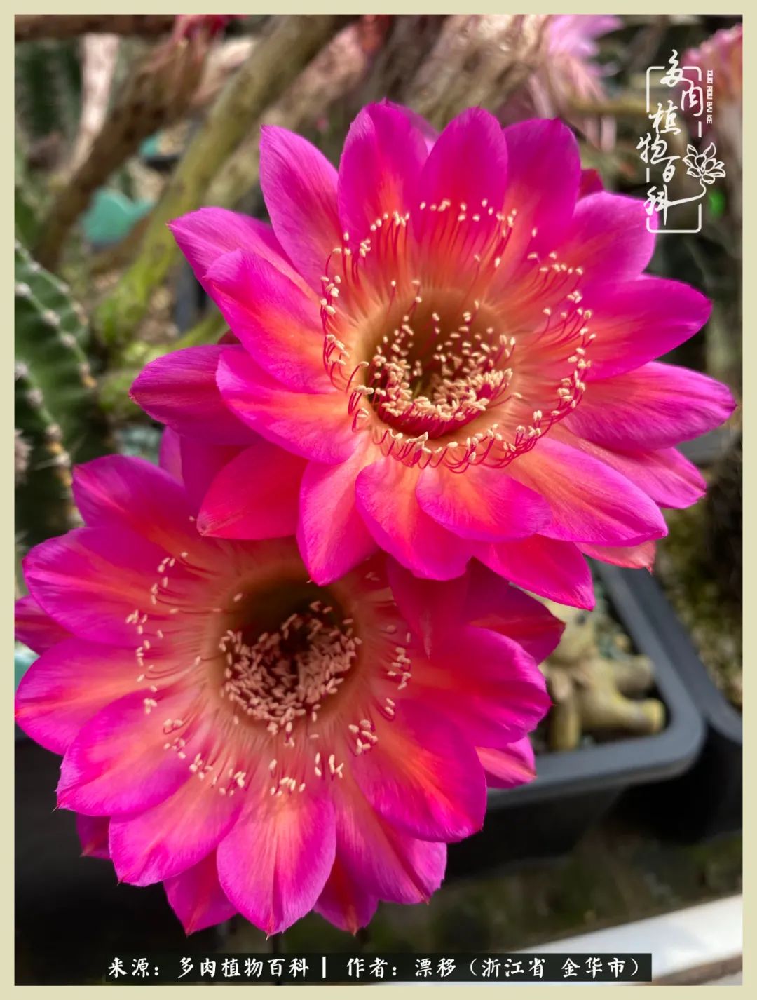 仙人球开花并散发着香味,仙人球花盛开吐露芬芳