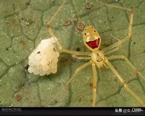 致命的60种动物,这100种动物你都认识吗