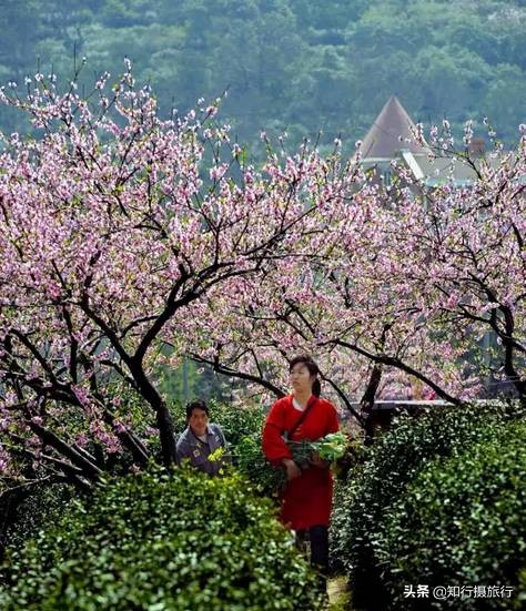 苏州太湖西山岛江浙沪最强攻略,太湖西山岛旅游完整攻略