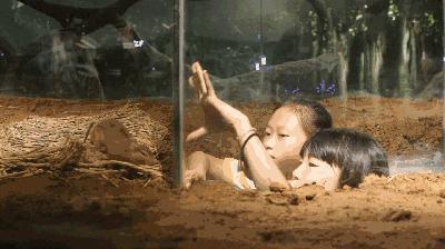 合肥动物园值得看的地方,合肥最好玩的动物园是哪