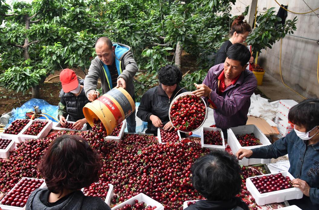 冒充车厘子的樱桃,进口和国产大樱桃的区别
