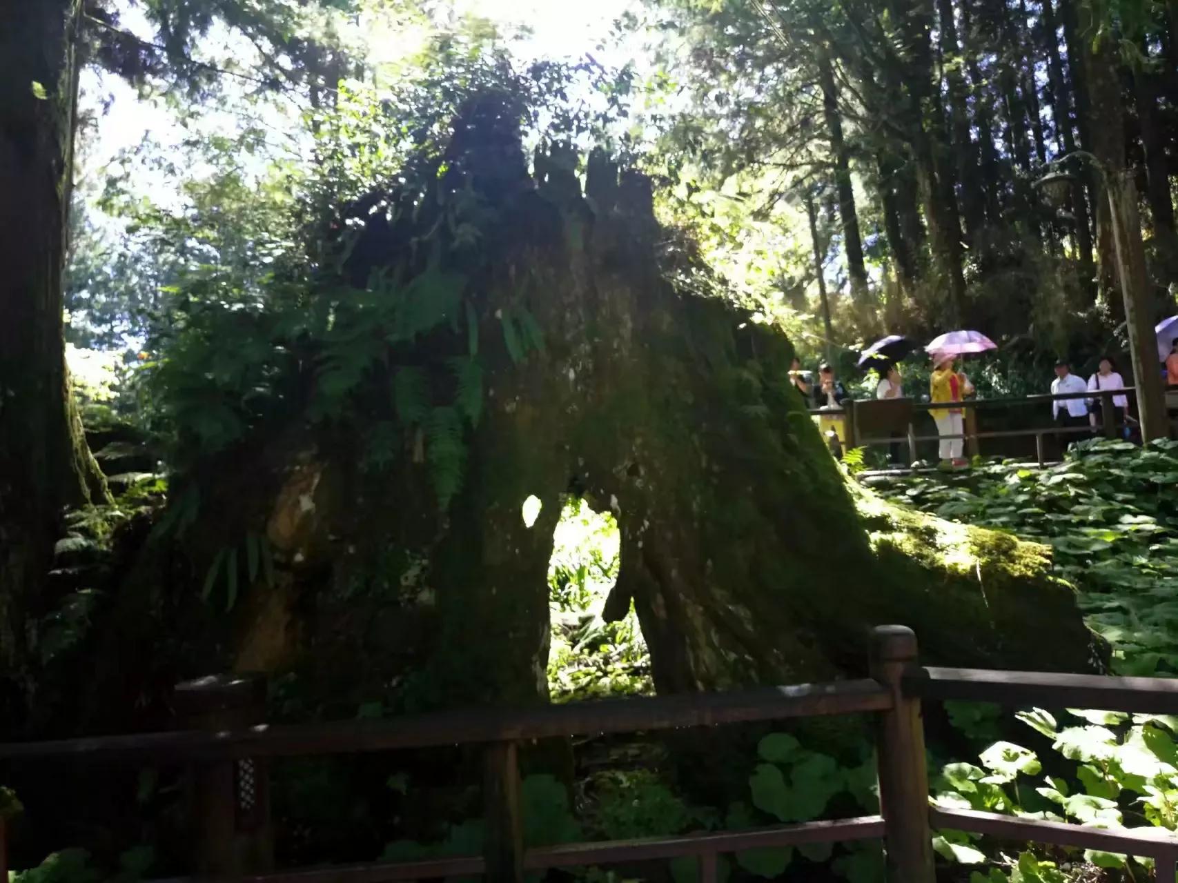 宝岛阿里山风景,山水风景台湾阿里山