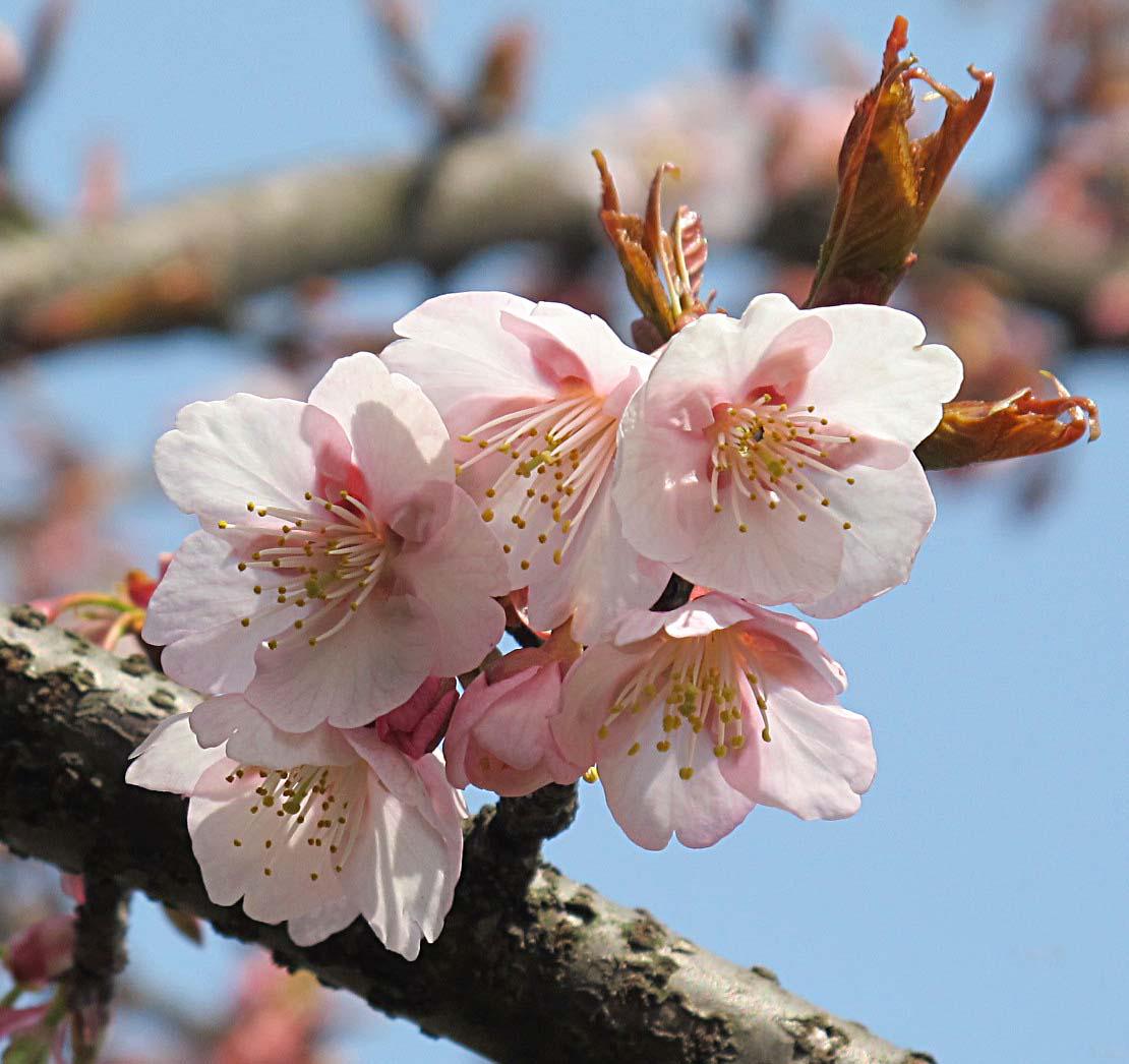 一年一度的樱花大赏,一年一度赏樱花季节又到了
