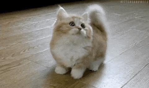 猫咪眼睑内翻必须手术吗,猫咪铲屎官有哪些表现症状