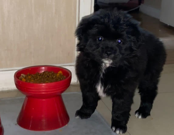 狗狗得了细小和新冠能治好吗,狗细小治好了有什么后遗症吗