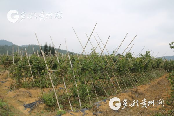 村村有支柱产业户户有致富门路