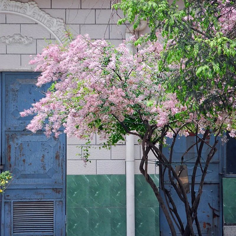 养花人最值得养的十二种花，一种花一种风华，你家养了几种？