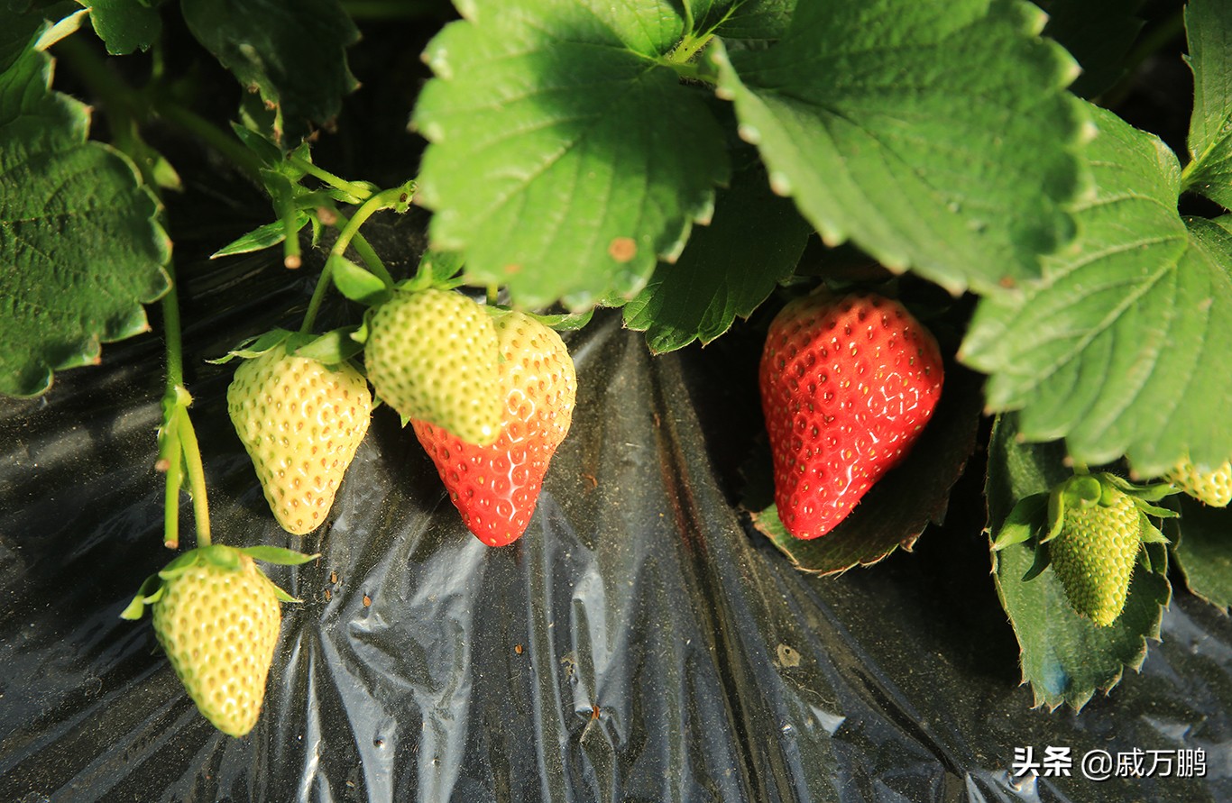 辽宁丹东东港草莓基地联系电话,辽宁丹东东港草莓种植基地