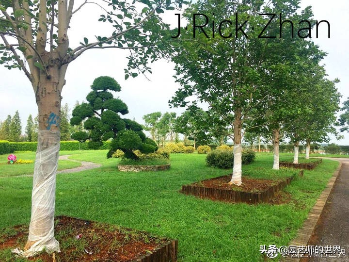 怎样种植草坪技术,果岭草坪的种植养护方法及技巧