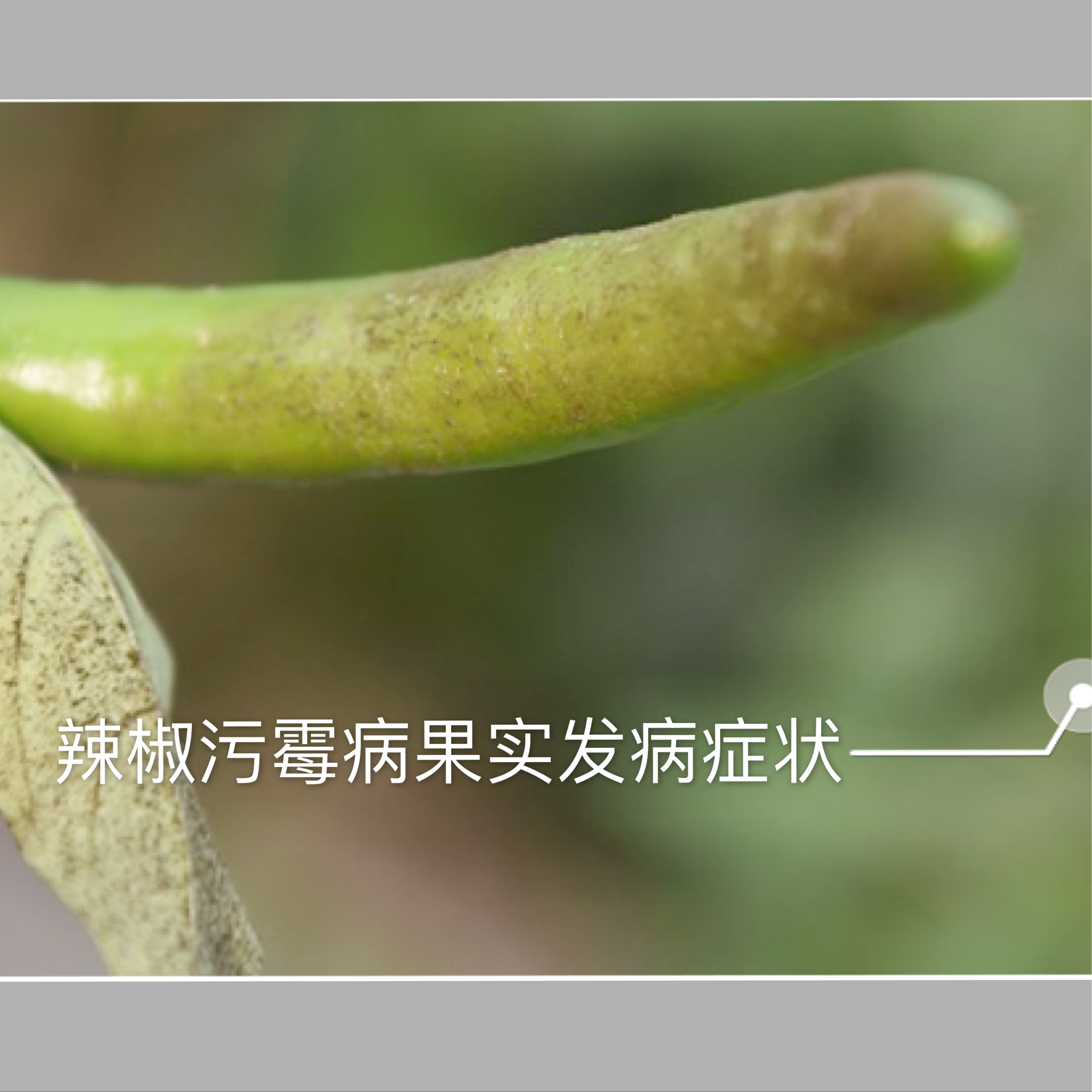 辣椒遇到连续阴雨天气怎么保苗,连续阴雨天辣椒怎么管理