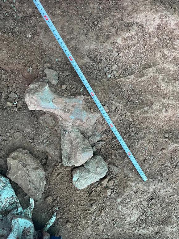 合川马门溪龙,马门溪龙完整化石