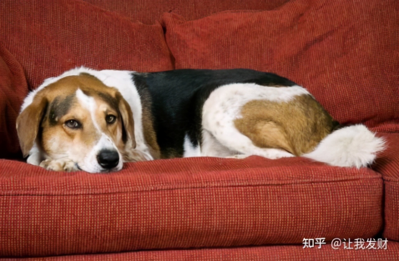 狗鼻子一圈有黄脓,狗鼻子上长疙瘩有脓