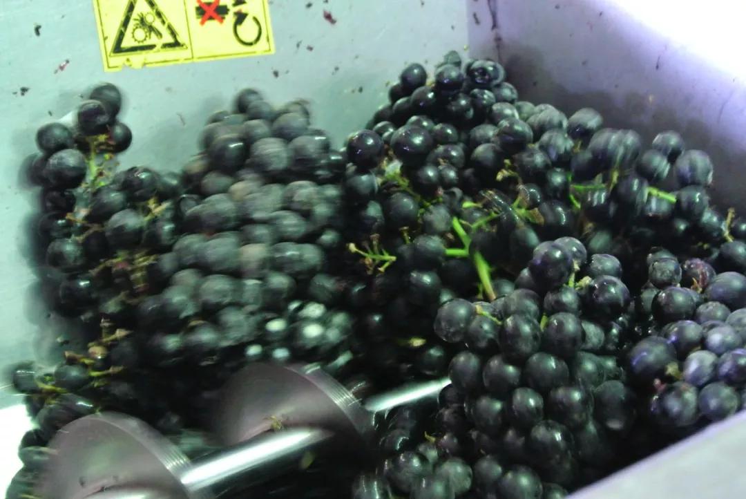 法国干红葡萄酒酿造过程,葡萄酒酿造过程