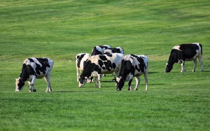 超长记录亲子牧场一日游,暑期草原亲子游攻略