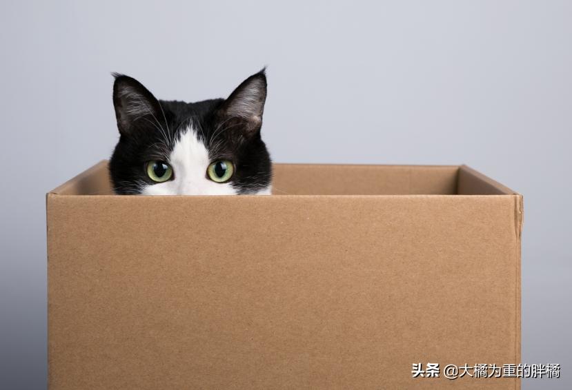 猫咪最近喜欢咬塑料袋是什么原因,猫咪为什么会咬装猫粮的袋子