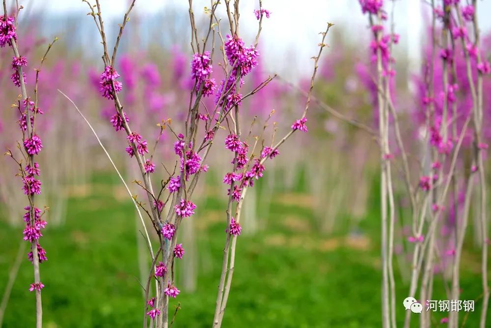娌抽挗閭挗閾佽矾,娌抽挗閭挗楂樼倝