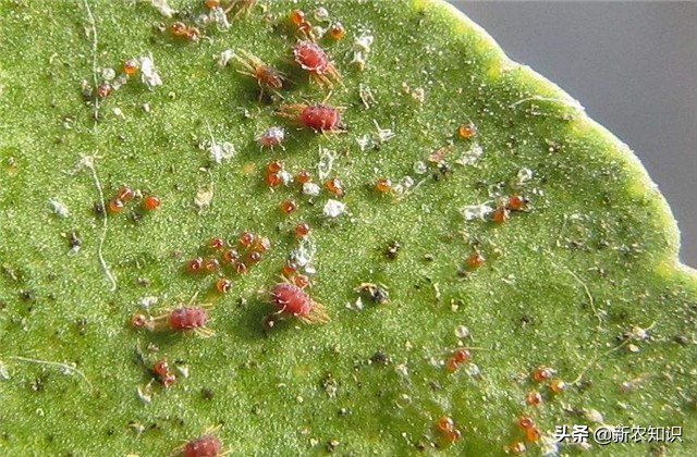 苹果栽种技术,苹果栽培技术