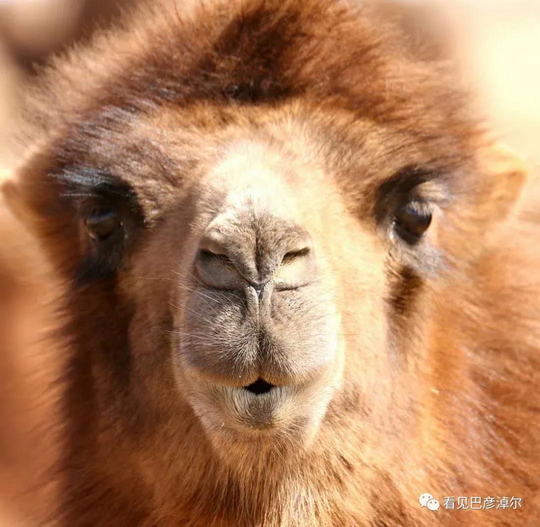 戈壁红驼，乌拉特草原上的珍珠