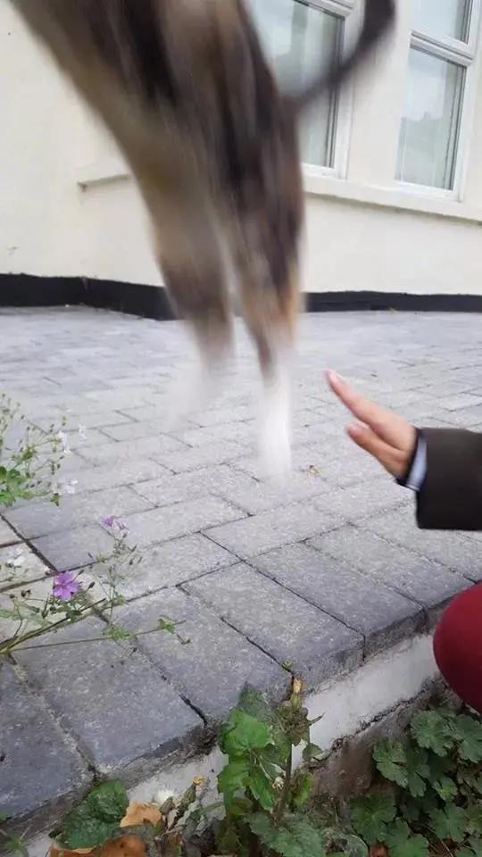 卑微的两脚兽，欢迎来到喵星人的世界