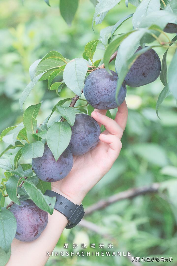 长沙小水果之乡,湖南长沙宝藏打卡地