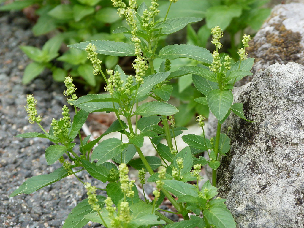 什么花适合送生日花,你的生日代表的花朵及寓意图片