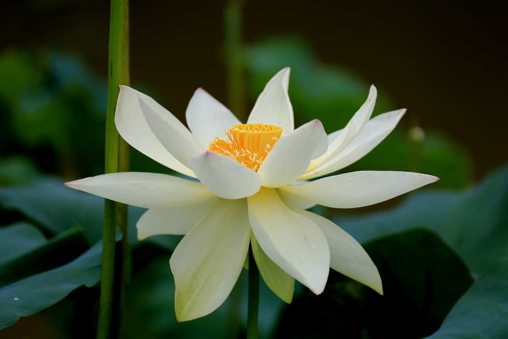 荷花朵朵；青山吹奏-《绿岛小夜曲》「F调」半音阶口琴演奏