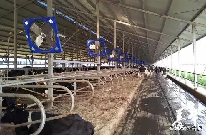 奶牛不受孕便无收益，解决发情揭发率该从何下手？