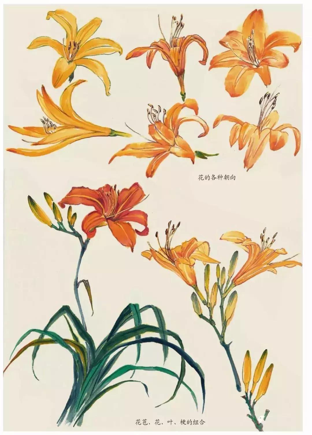 国画中各种花卉的画法,国画花卉画法步骤视频教程