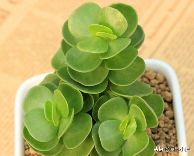 招财的多肉植物有哪些,最好看招财的多肉植物