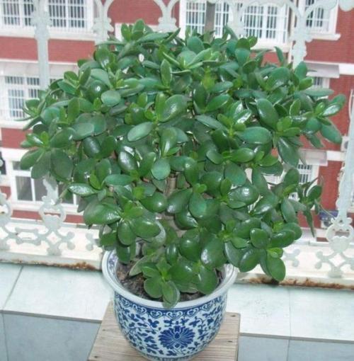 玉树叶子软绵绵的什么原因,玉树叶薄怎么回事