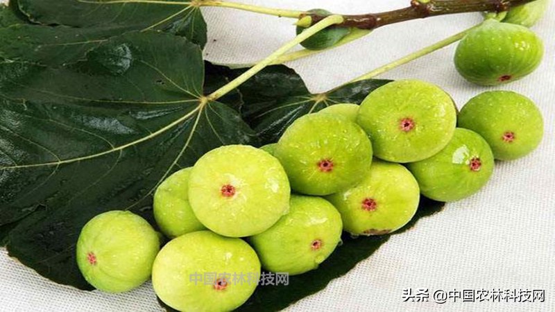 无花果盆栽果子长大了不长叶子,无花果盆栽种植的正确方法