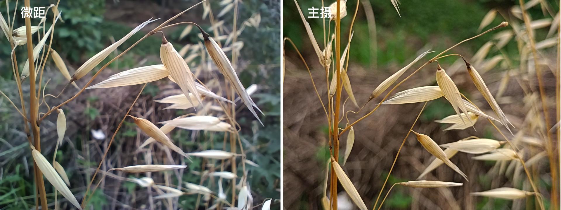 iqooz1是啥样的处理器,mtk处理器是芯片吗