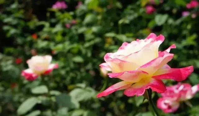 玫瑰花有哪些品种,玫瑰花有哪些品种大全