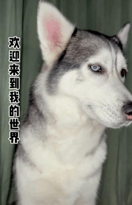 为什么缅甸能上国内抖音,为什么缅甸在抖音很火