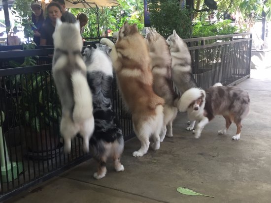 养哈士奇必须要知道的,养哈士奇的一百个理由