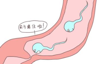 中医无精症怎么恢复生精功能,男性无精症特效配方