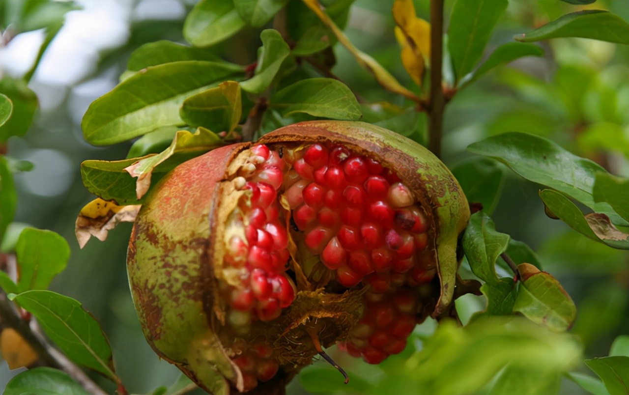 秋天吃石榴身体会收获5大好处,秋天吃石榴的利与弊