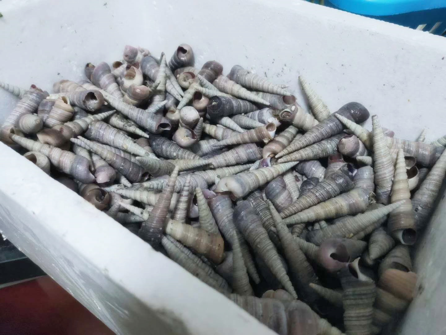 钉螺怎么吸不出肉来,钉螺怎么吃才正确